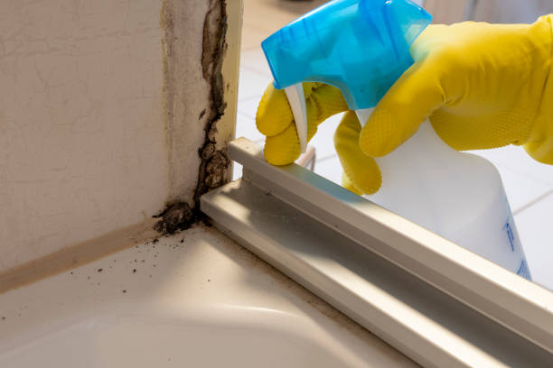 Best Mold Damage Repair  in Elverta, CA