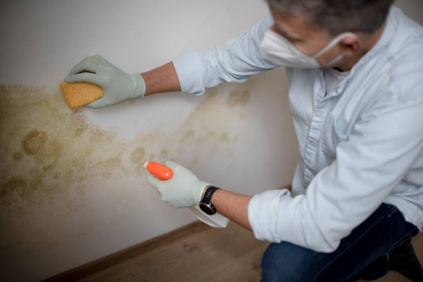 Best Professional Mold Removal  in Elverta, CA
