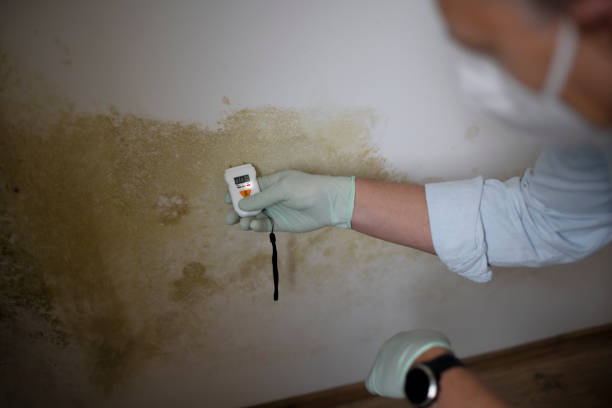 Best Certified Mold Removal  in Elverta, CA