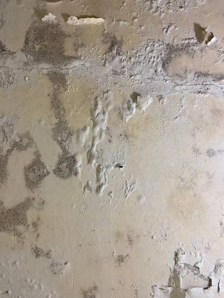 Best Professional Mold Removal  in Elverta, CA
