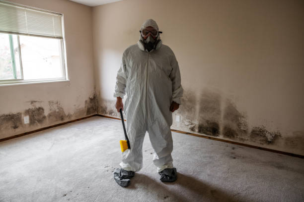 Best Attic Mold Removal  in Elverta, CA