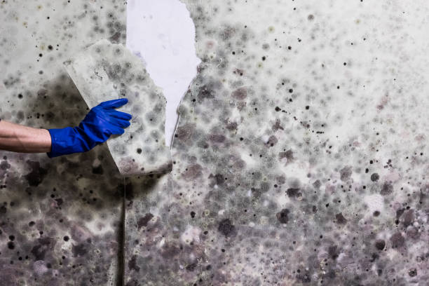 Best Mold Damage Repair  in Elverta, CA