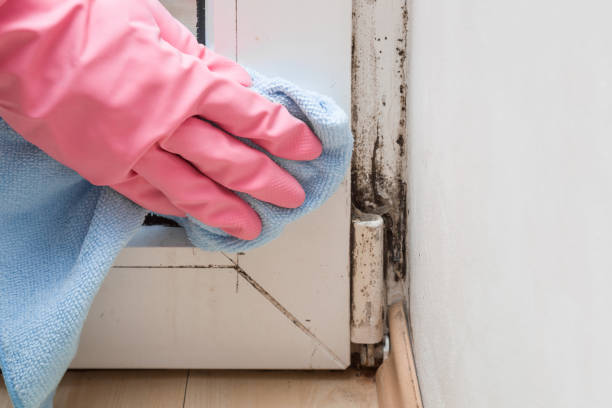 Best Commercial Mold Removal  in Elverta, CA