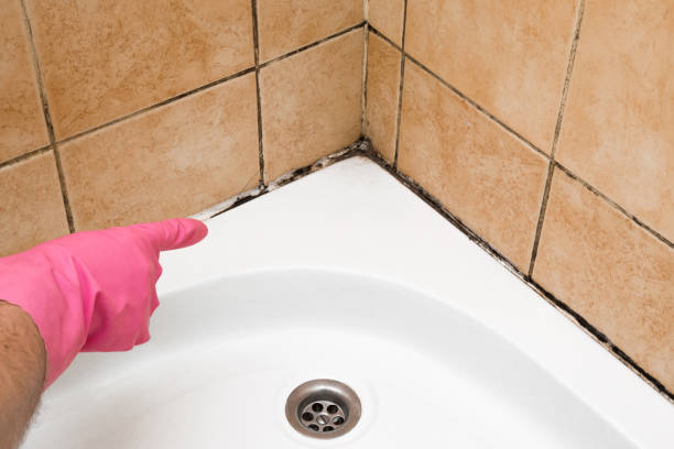 Best Fast Mold Removal  in Elverta, CA